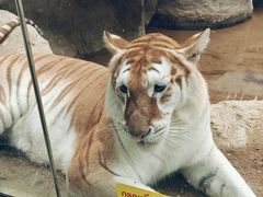 -清迈夜间动物园