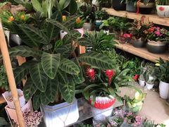 -金陵花卉交易市场