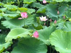 -荷塘月色湿地公园·向阳花洲