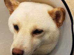 -柴迷FANS CLUB·柴犬狗咖·猫咖