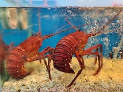 -海九澎湖海鲜餐厅