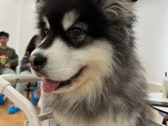 -Let's go狗咖·猫咖·奶狗·桌游(春熙路IFS店)