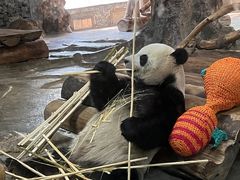 -海南热带野生动植物园