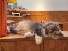 -有猫主题·治愈系猫咖(曾厝垵店)