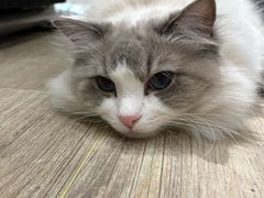 -贝康宠物医院·犬猫全科·小动物特色诊疗中心(东环路店)