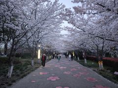 -高东镇樱花园