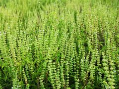 -紫海香堤香草艺术庄园