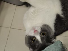 -lincat·猫舍(广州店)