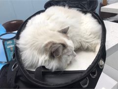 -纳吉亚猫专科动物诊疗中心(蒋宅口分院)