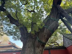 -晋祠公园