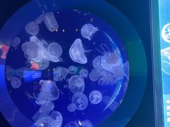 -厦门海底世界