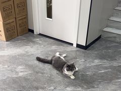 -瑞派宠物医院东莞中心医院·24H转诊·异宠(新河北路院)