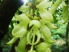 -火炉山森林公园