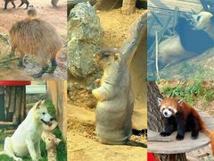 -大连森林动物园