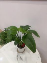 -紫琪尔胸部养护中心