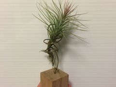 -万商花鸟市场