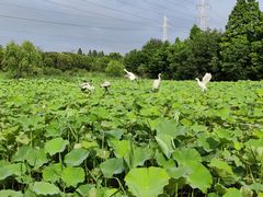 -上海长兴岛郊野公园