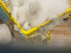 -安格丽娜·狗咖·猫咖羊驼咖(春熙路百盛商场店)