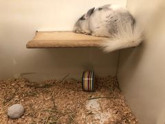 -龙猫仔乐园(惠福东路店)