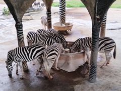 -深圳野生动物园