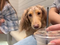 -Dogi&kiki Coffee(中心商务大厦店)