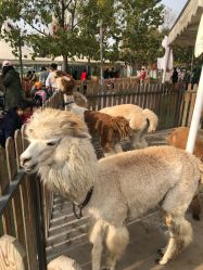 -萌宠亲子动物乐园(槐房万达店)