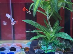 -青石桥花鸟鱼虫市场(叠翠城店)