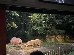 -夜间野生动物园