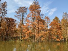 -池杉湖湿地公园
