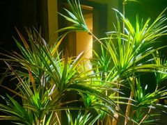 -泰·菩提树下[泰式按摩x精油SPAx肩颈头疗](新景店)