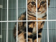 -翊宠yipet猫狗购宠庄园犬舍•猫舍