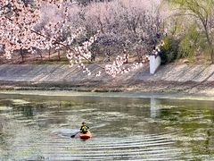 -桃花堤公园
