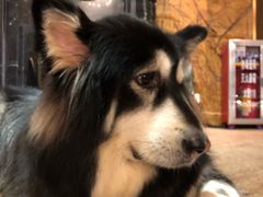 -more than meow吴止猫主题餐厅(承德 中船汇店)