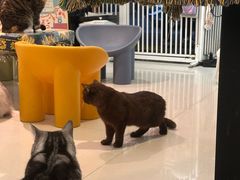 -平行世界·猫咖(首经贸店)