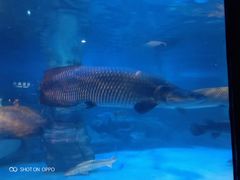 -烟台海昌鲸鲨海洋公园