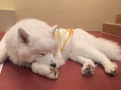 -和它·交个朋友·狗咖猫咖(爱琴海店)
