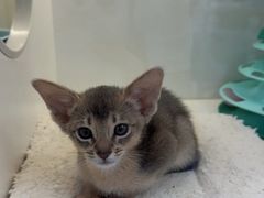 -小猫来了·猫舍(红山六九七九店)
