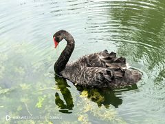 -鹅湖玫瑰文化园