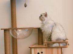 -猫友咖啡店(玉林西路店)