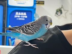 -椰爺爺·椰子冻砵仔糕