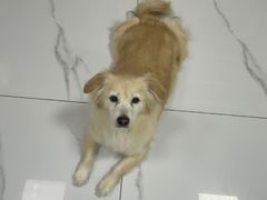 -嘉馨宠物医院·CT影像转诊·心脏科·犬猫全科诊疗中心(下沙大学城院区)
