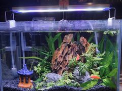 -暗黑魔法·玄灵未妖阁·塔罗·占星·心理咨询