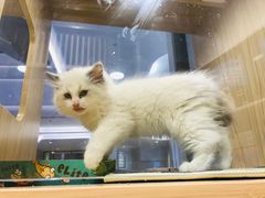 -屋虎猫馆(宝安大仟里店)