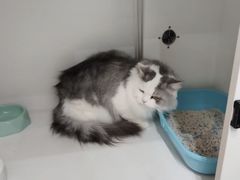 -车接车送·寄养洗护·德文猫舍(大宁店)