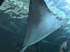 -悉尼海洋生物水族馆