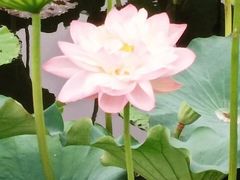 -荷塘月色湿地公园·向阳花洲