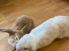 -猫猫幼稚园·撸猫·桌游·电玩