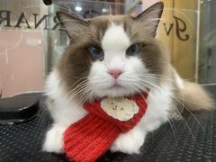 -车接车送·寄养洗护·德文猫舍(大宁店)