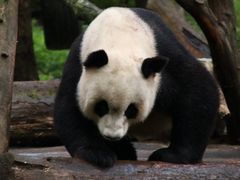 -都江堰中华大熊猫苑