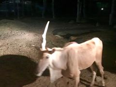 -清迈夜间动物园